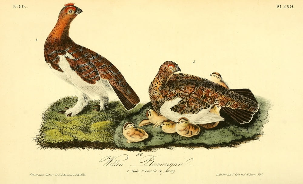 Birds of America 1844 Willow Ptarmigan Canvas Art - JJ Audubon (18 x 24)