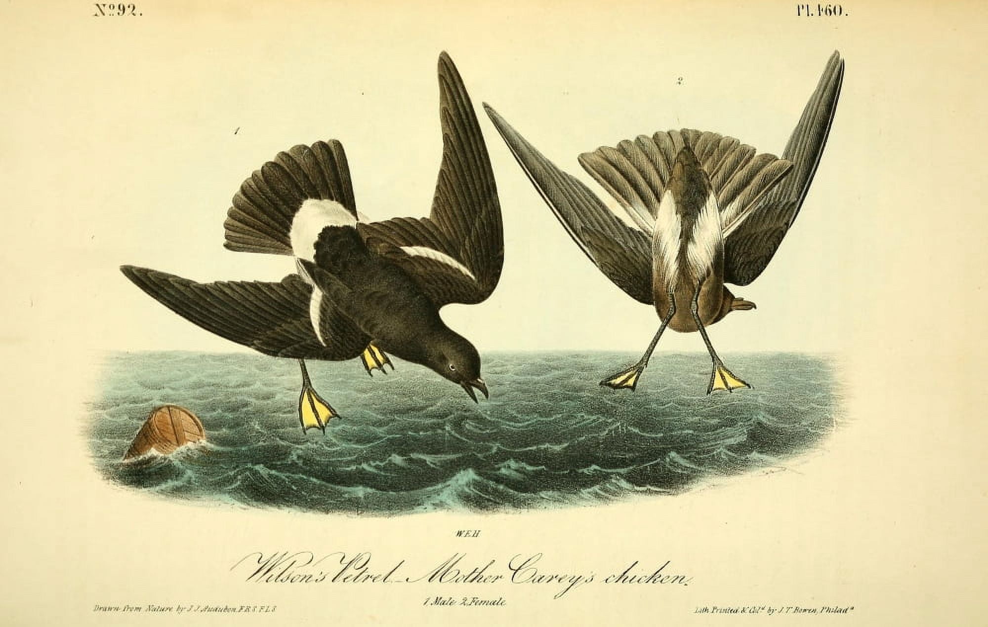 Birds of America 1844 Wilsons Petrel Canvas Art - JJ Audubon (18 x 24)