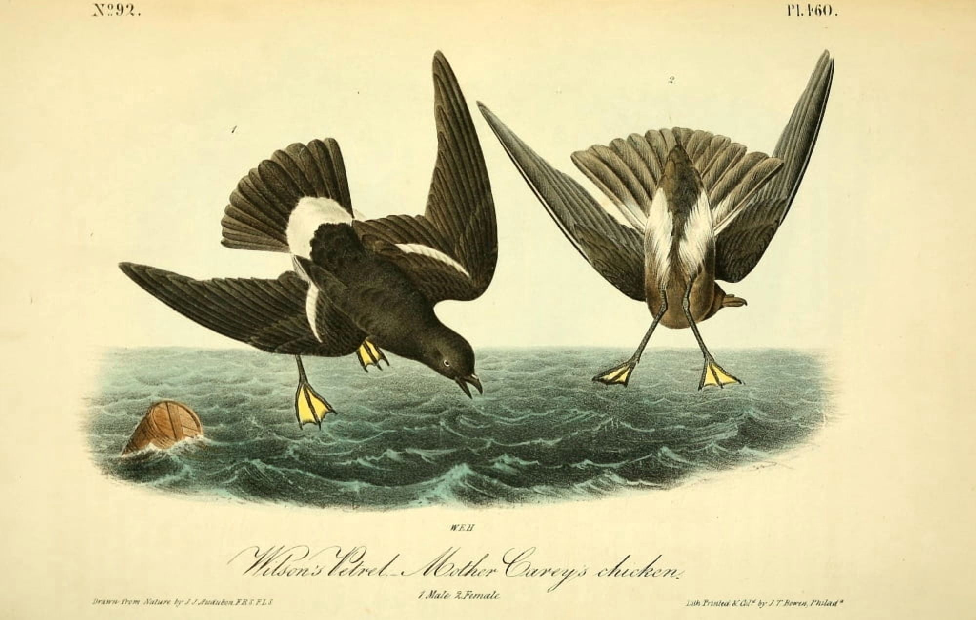 Birds of America 1844 Wilsons Petrel Canvas Art - JJ Audubon (24 x 36)