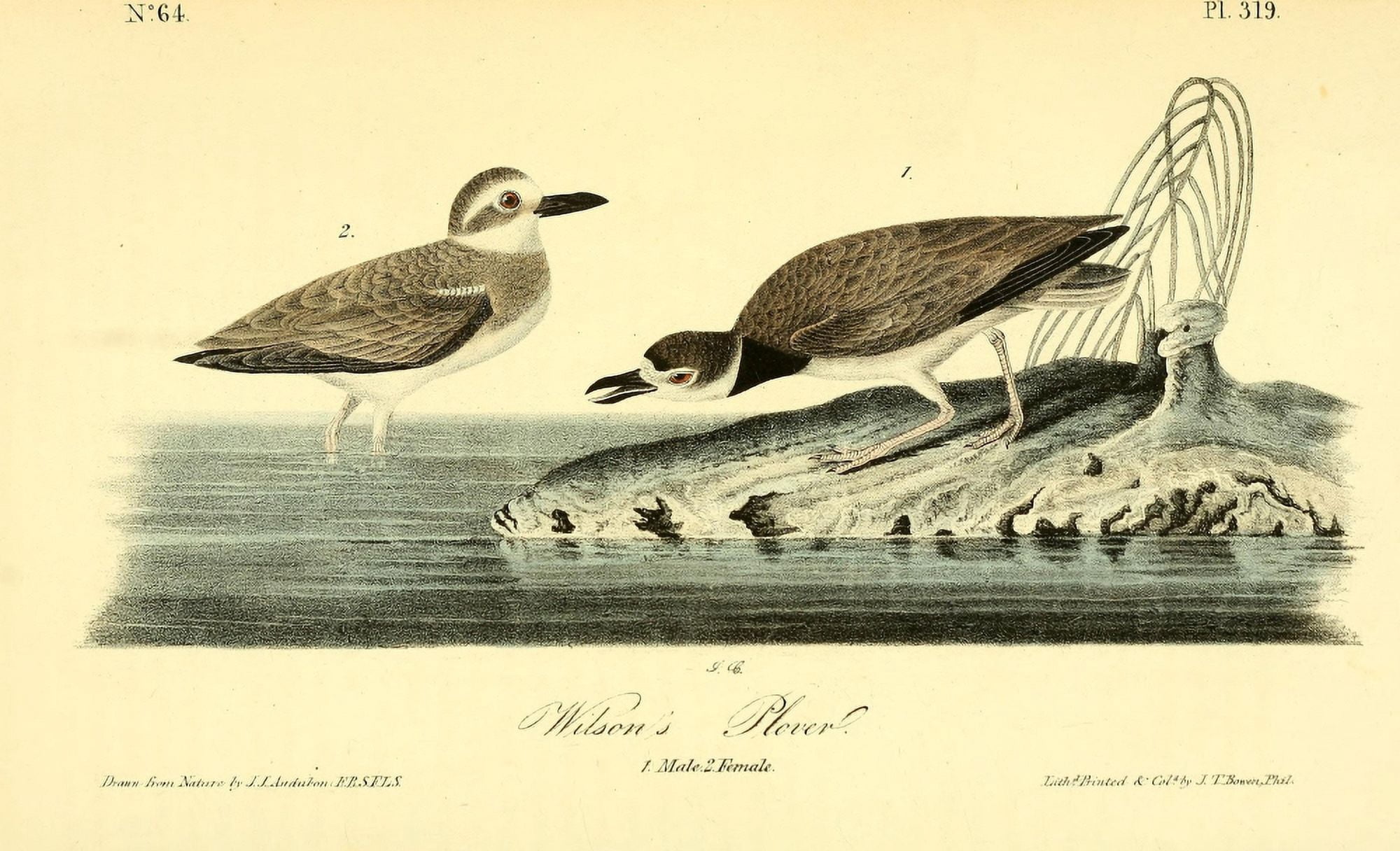 Birds of America 1844 Wilsons Plover Canvas Art - JJ Audubon (18 x 24)