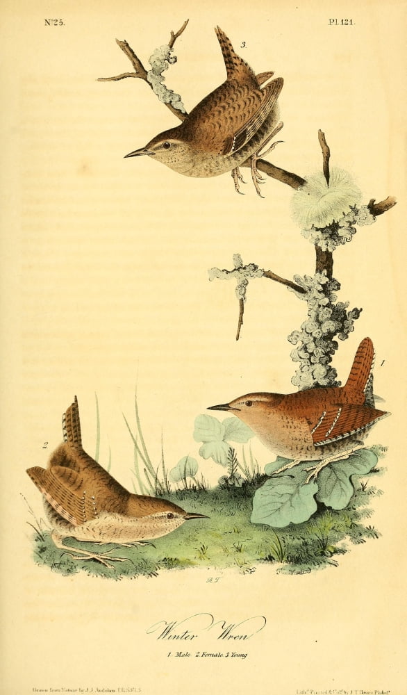 Birds of America 1844 Winter Wren Canvas Art - JJ Audubon (24 x 36)