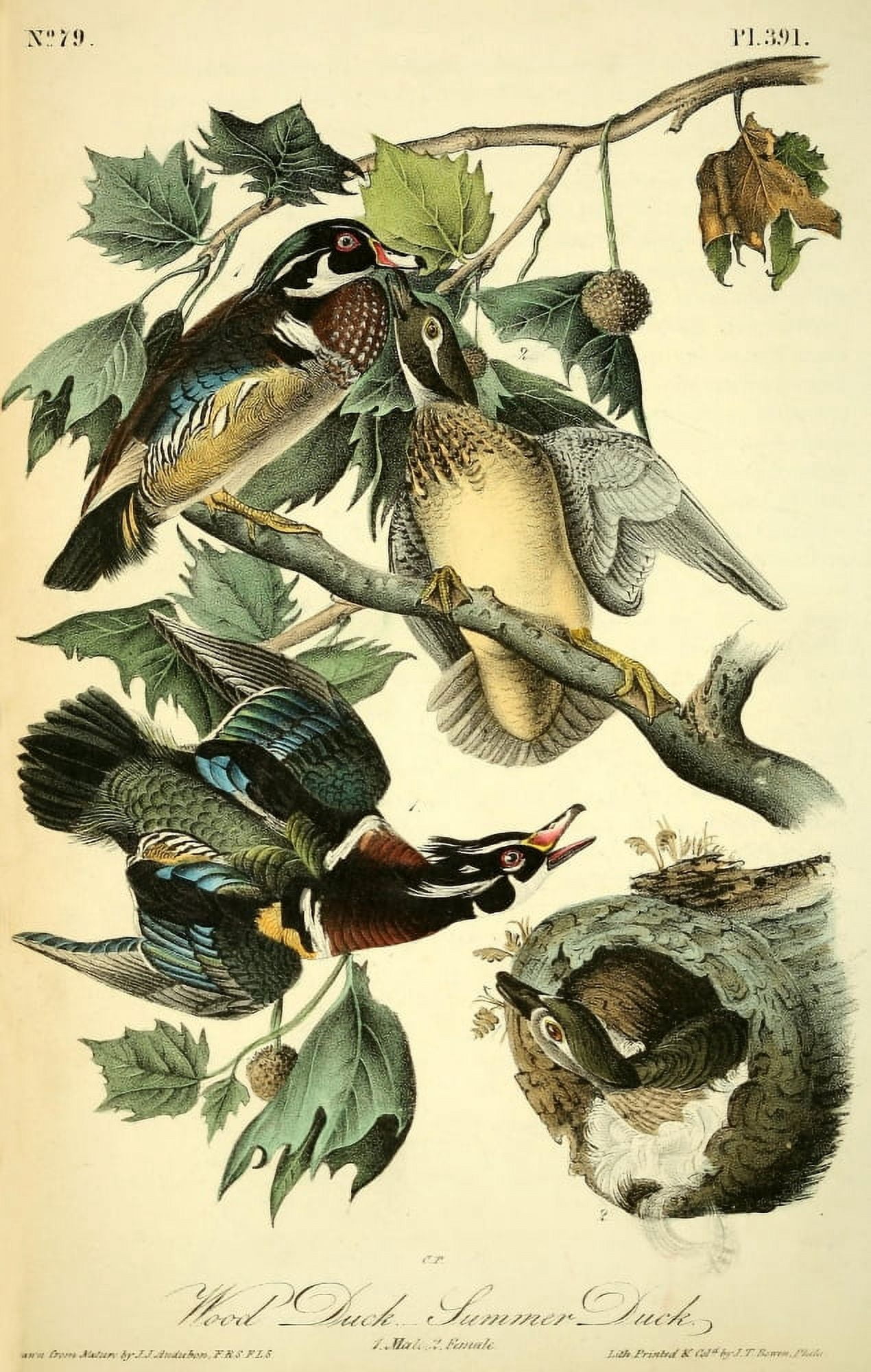 Birds of America 1844 Wood Duck Canvas Art - JJ Audubon (18 x 24)