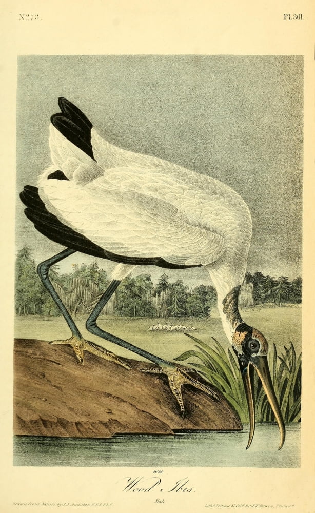 Birds of America 1844 Wood Ibis Canvas Art - JJ Audubon (18 x 24)