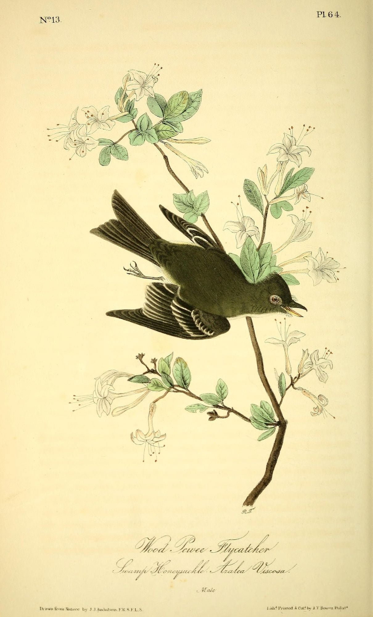 Birds of America 1844 Wood Pewee Flycatcher Canvas Art - JJ Audubon (18 x 24)
