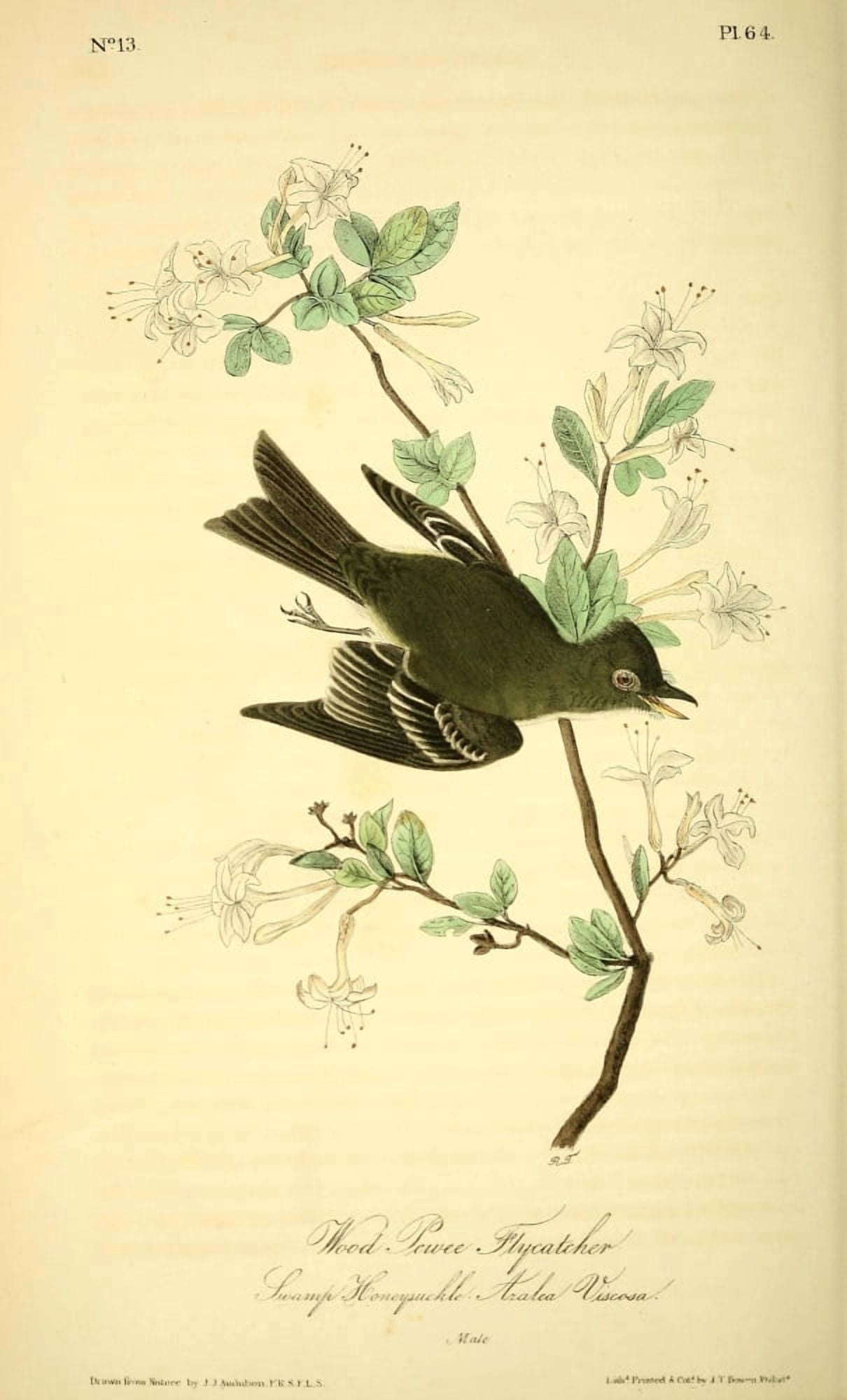 Birds of America 1844 Wood Pewee Flycatcher Canvas Art - JJ Audubon (24 x 36)