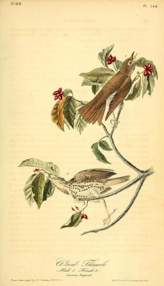 Birds of America 1844 Wood Thrush Canvas Art - JJ Audubon (18 x 24)
