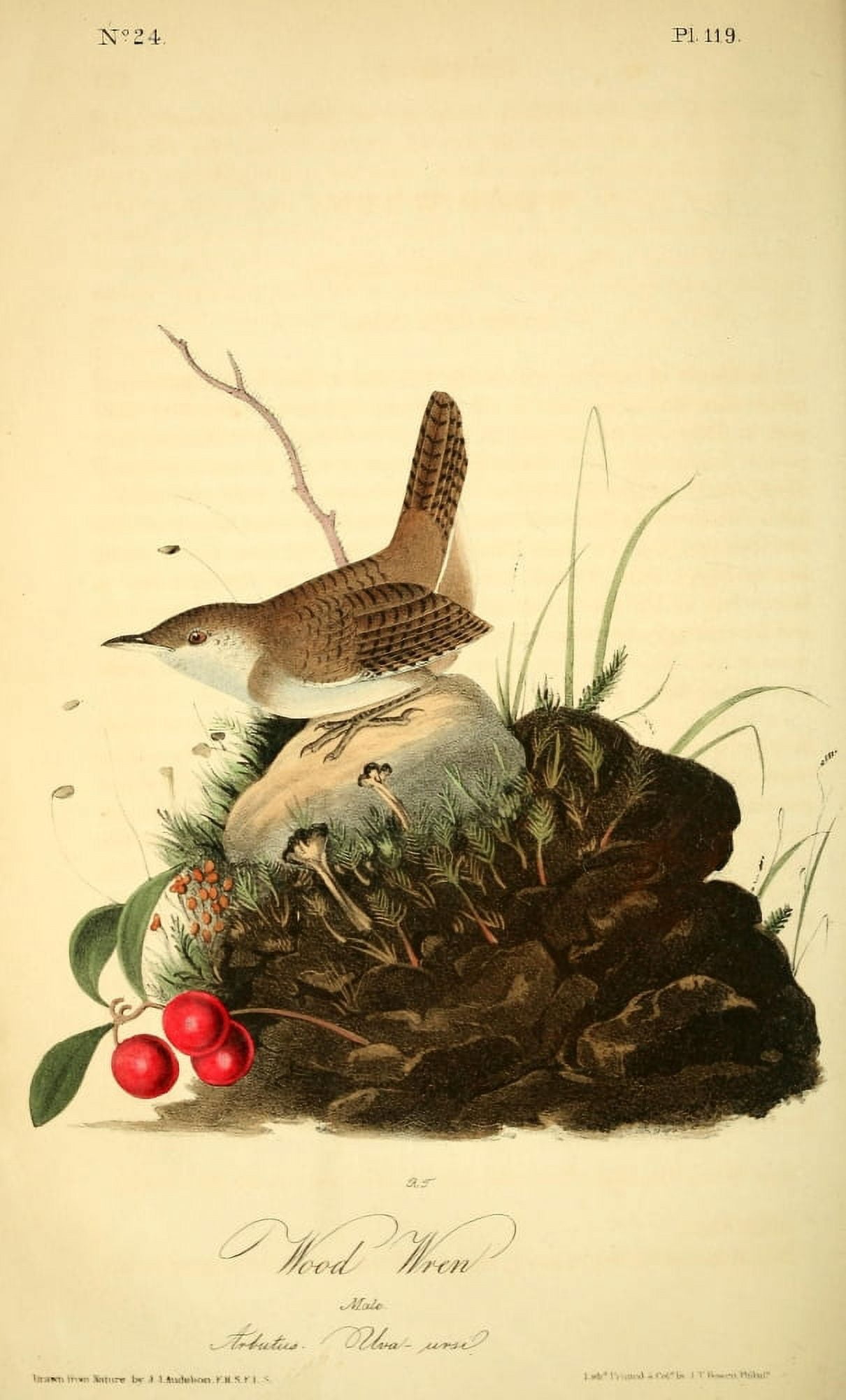 Birds of America 1844 Wood Wren Canvas Art - JJ Audubon (24 x 36)
