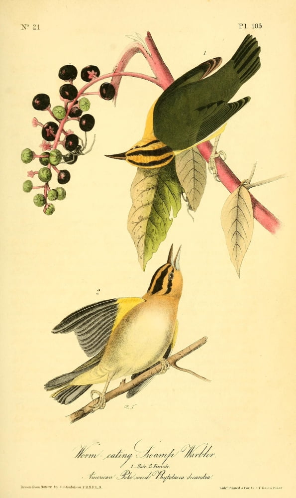 Birds of America 1844 Worm-eating Swamp Warbler Canvas Art - JJ Audubon (24 x 36)