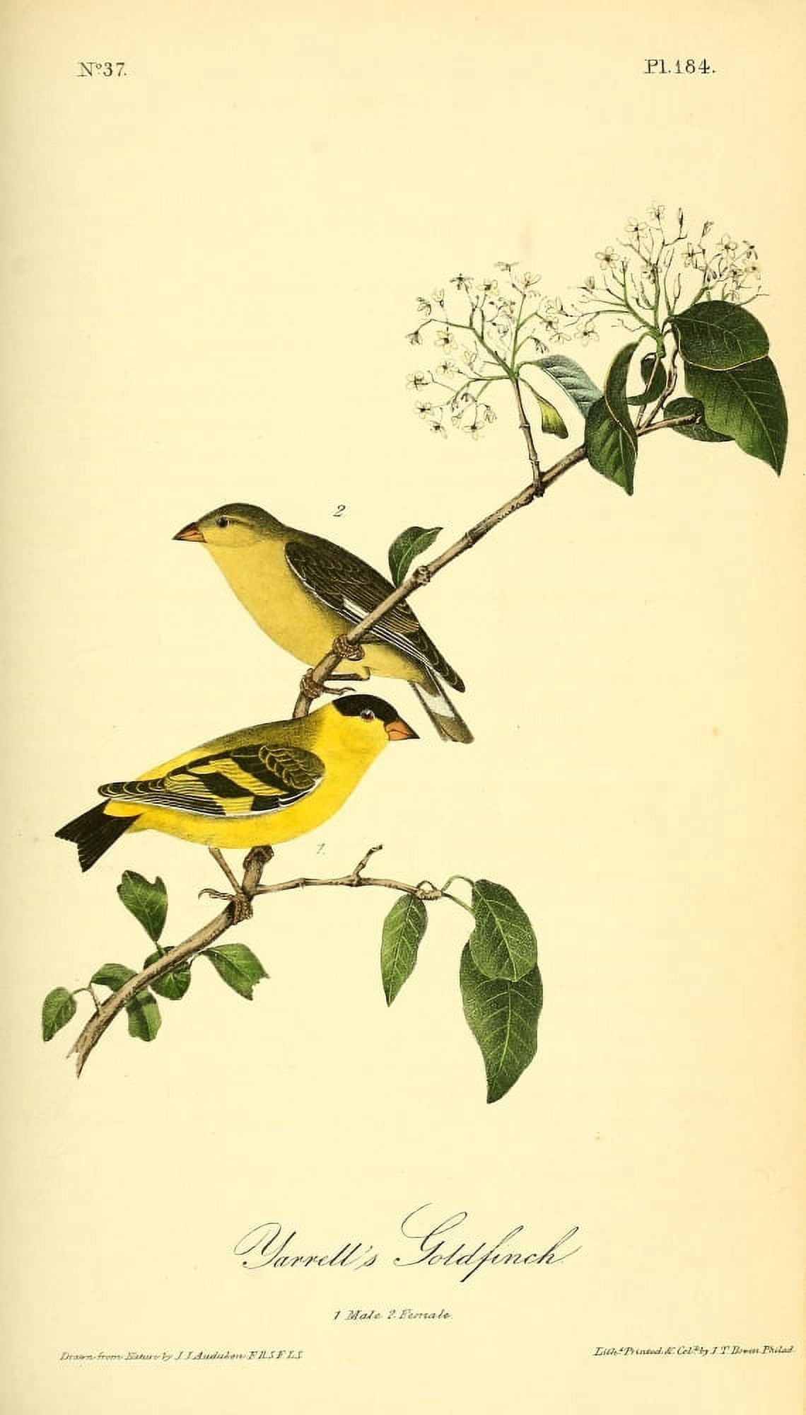 Birds of America 1844 Yarrells Goldfinch Canvas Art - JJ Audubon (18 x 24)