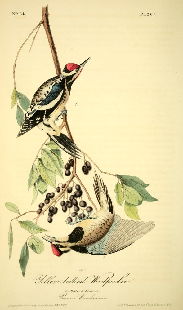 Birds of America 1844 Yellow-bellied Woodpecker Canvas Art - JJ Audubon (18 x 24)