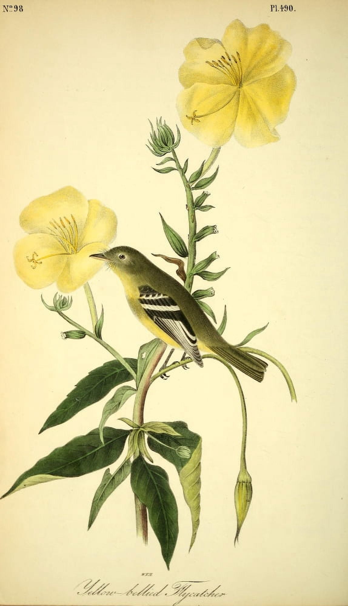 Birds of America 1844 Yellow-billed Flycatcher Canvas Art - JJ Audubon (24 x 36)