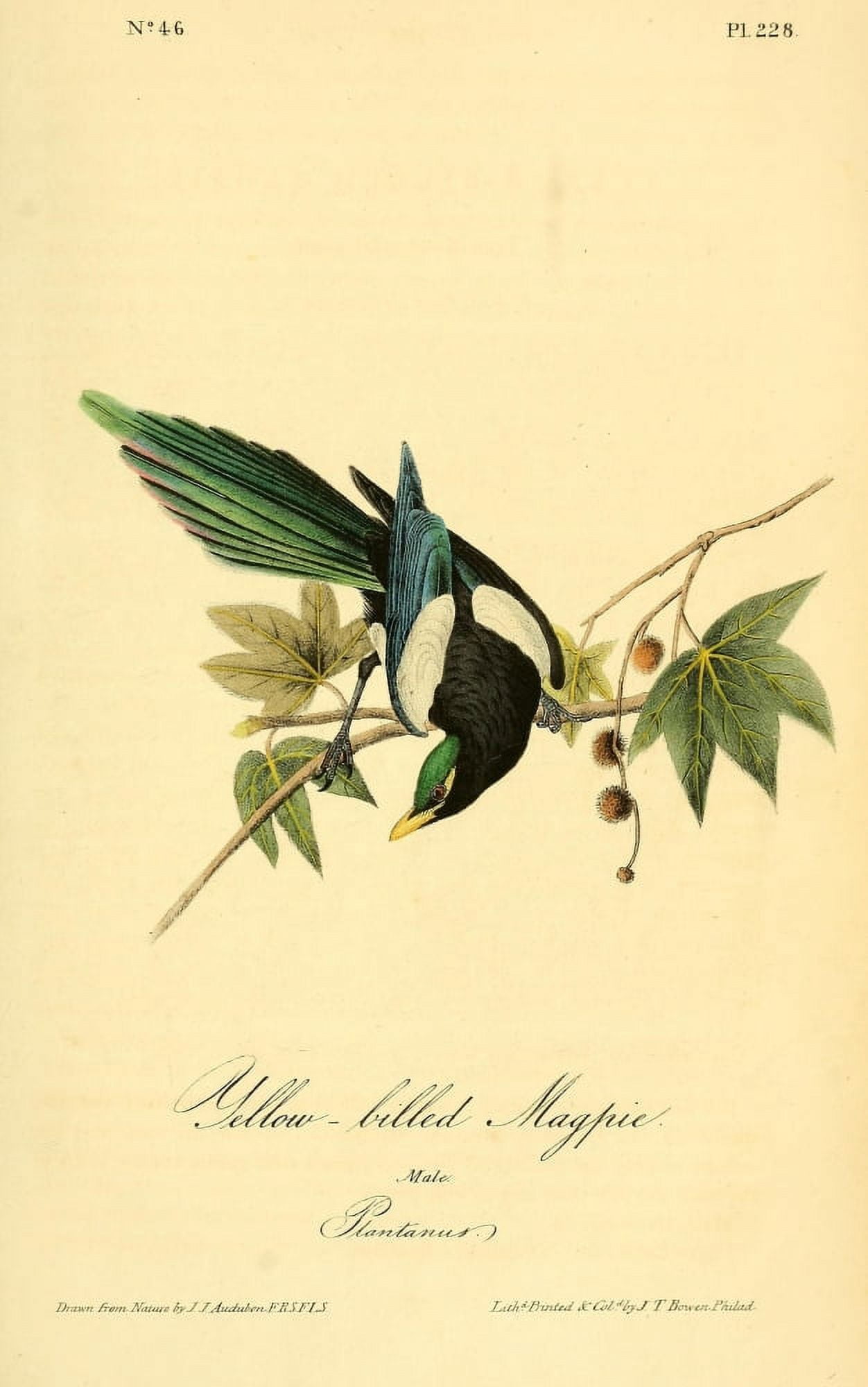 Birds of America 1844 Yellow-billed Magpie Canvas Art - JJ Audubon (18 x 24)