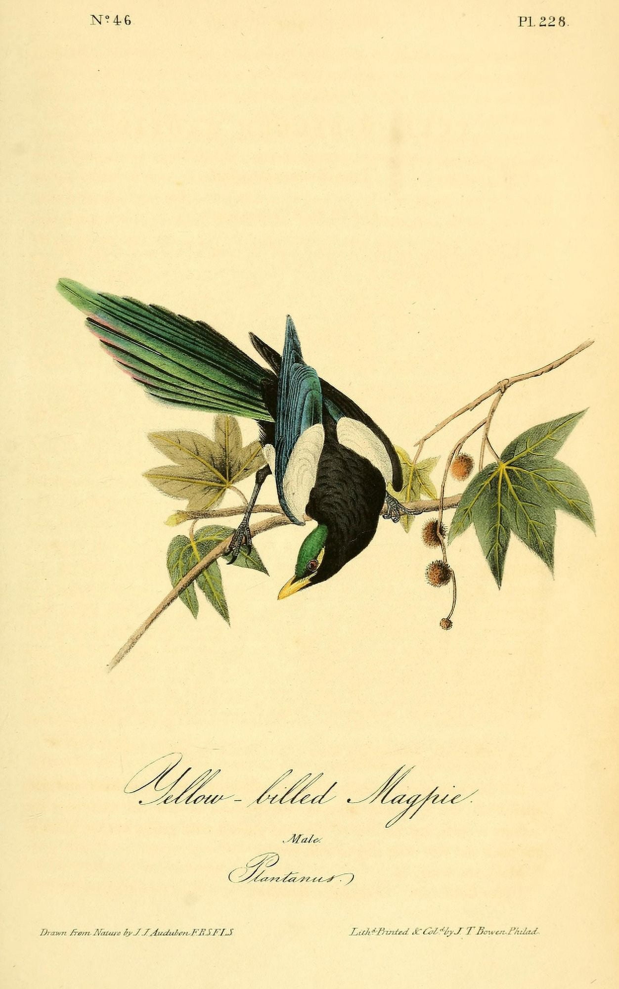 Birds of America 1844 Yellow-billed Magpie Canvas Art - JJ Audubon (24 x 36)