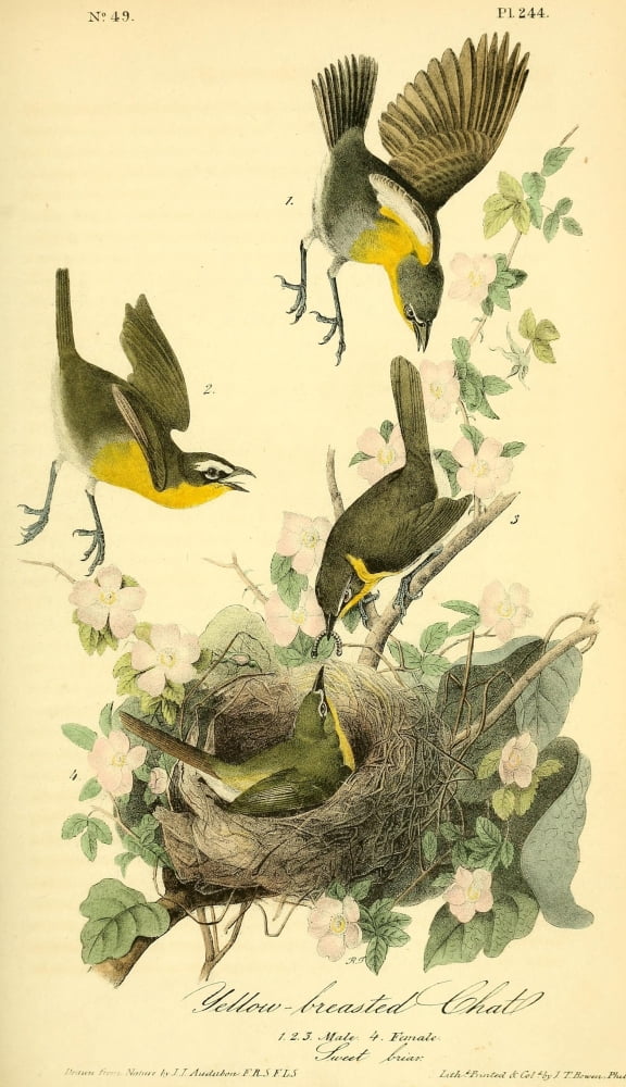 Birds of America 1844 Yellow-breasted Chat Canvas Art - JJ Audubon (18 x 24)