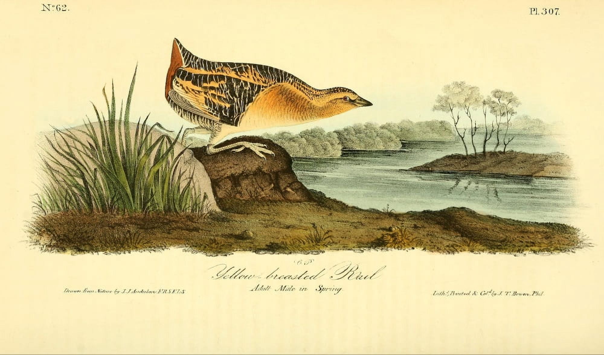 Birds of America 1844 Yellow-breasted Rail Canvas Art - JJ Audubon (24 x 36)