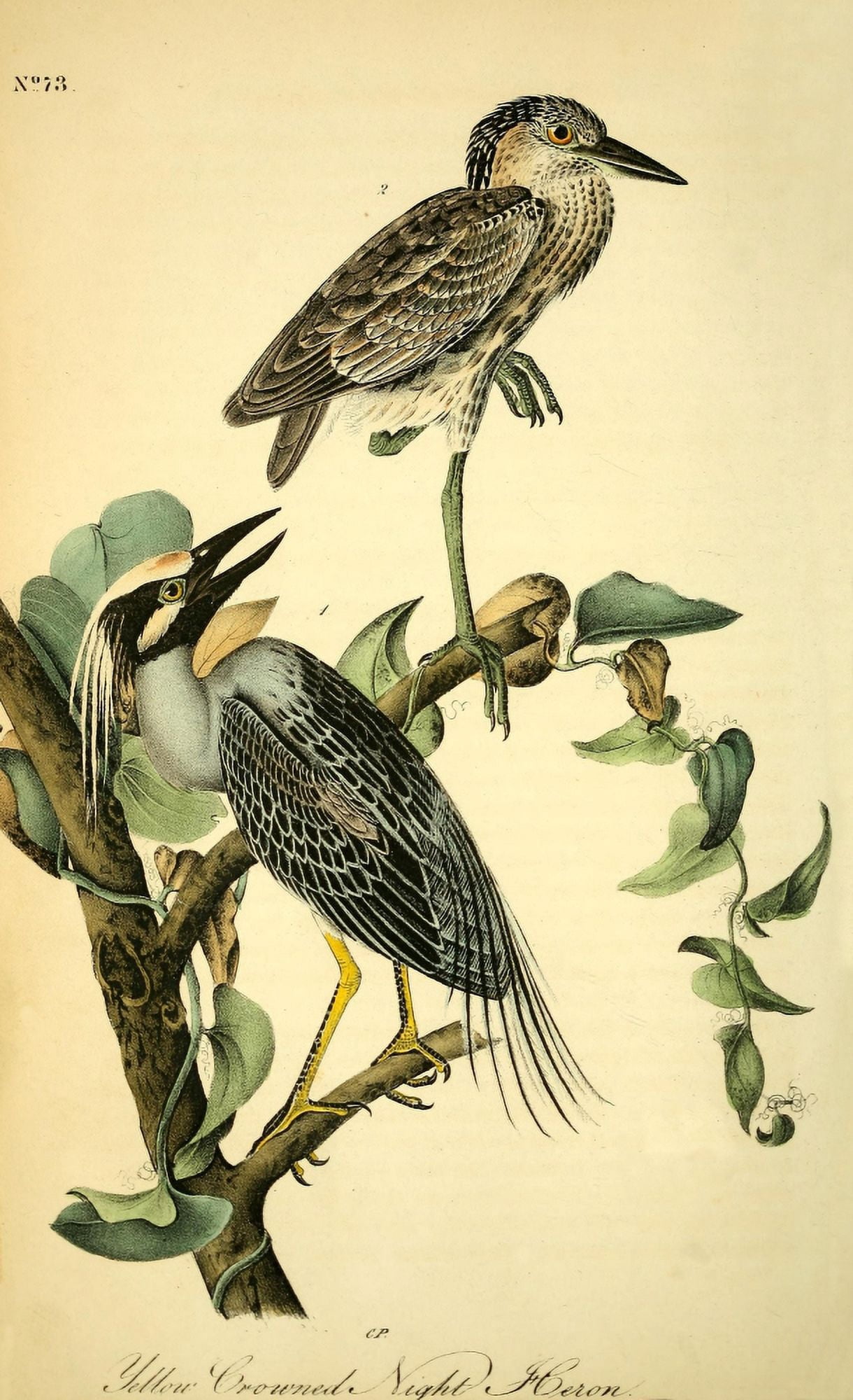 Birds of America 1844 Yellow-crowned Night Heron Canvas Art - JJ Audubon (24 x 36)
