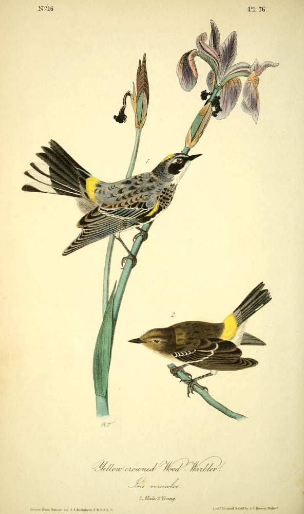 Birds of America 1844 Yellow-crowned Wood Warbler Canvas Art - JJ Audubon (18 x 24)