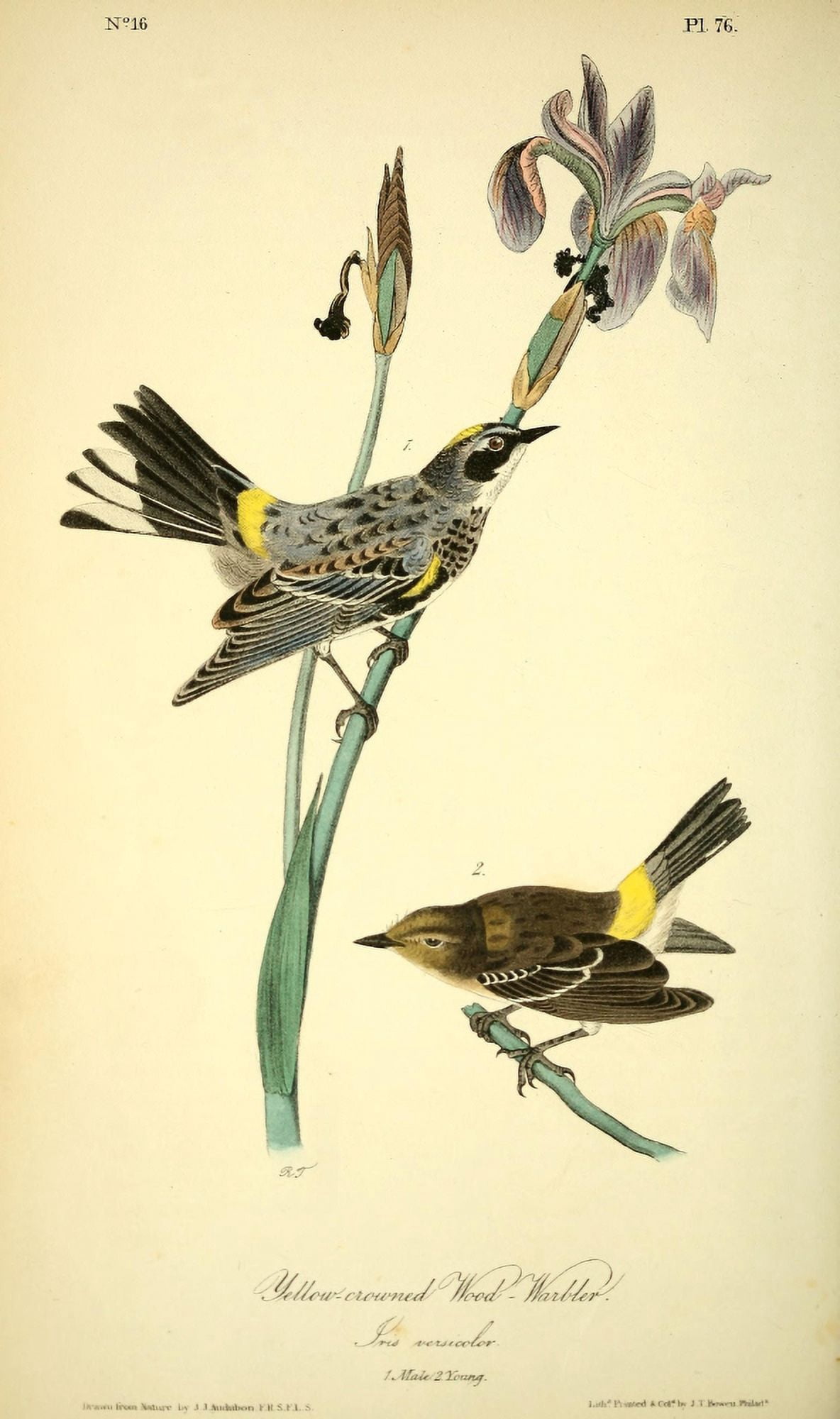 Birds of America 1844 Yellow-crowned Wood Warbler Canvas Art - JJ Audubon (24 x 36)
