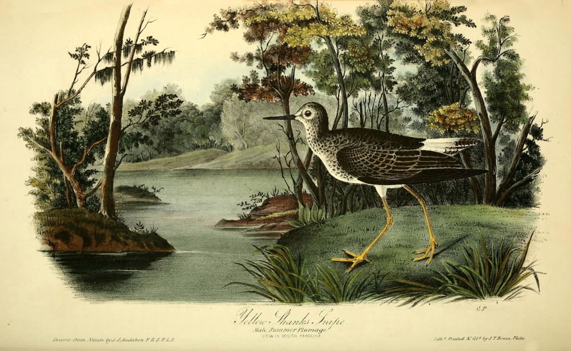 Birds of America 1844 Yellow-shanks Snip Canvas Art - JJ Audubon (18 x 24)