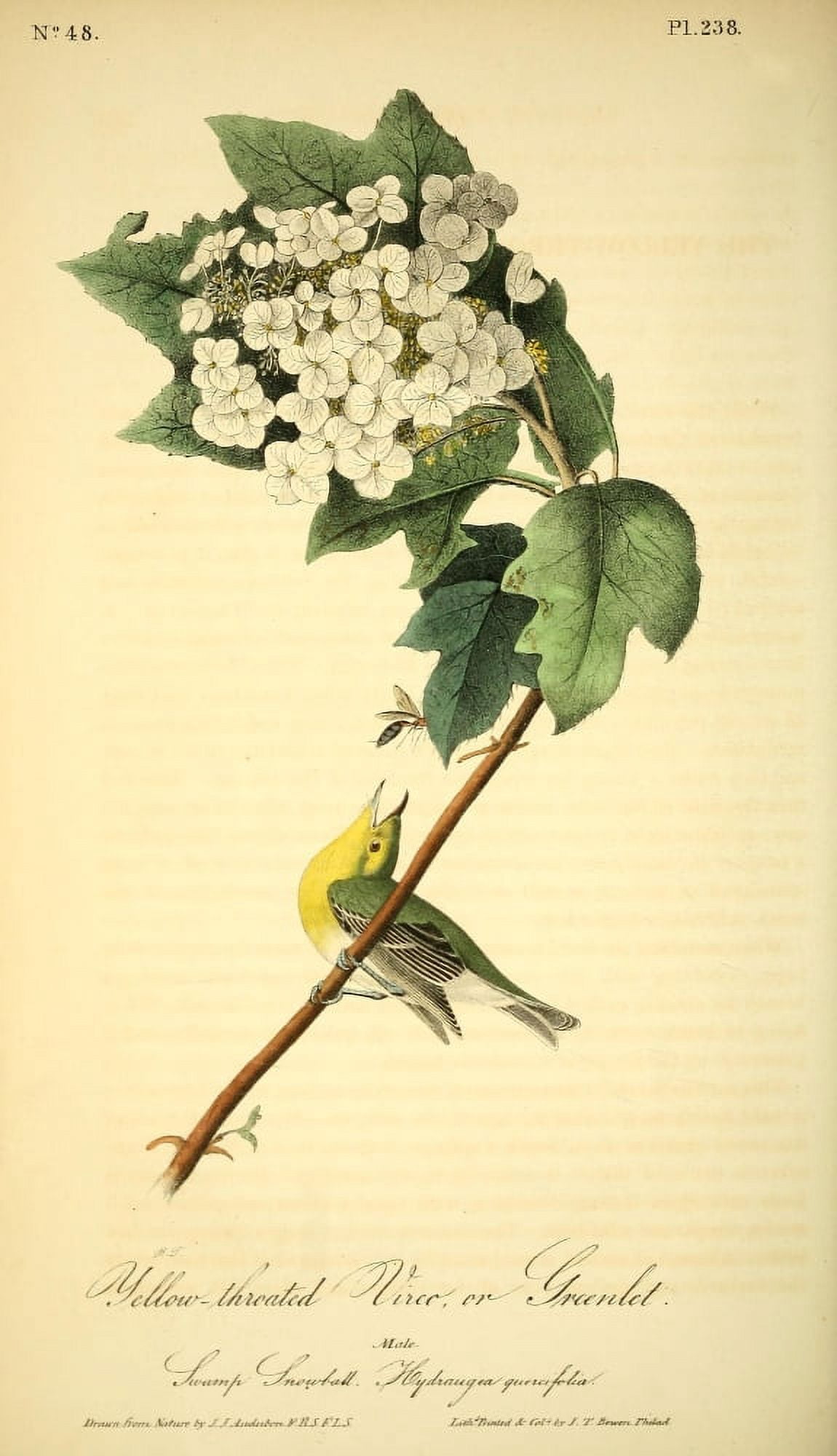 Birds of America 1844 Yellow-throated Vireo Canvas Art - JJ Audubon (24 x 36)