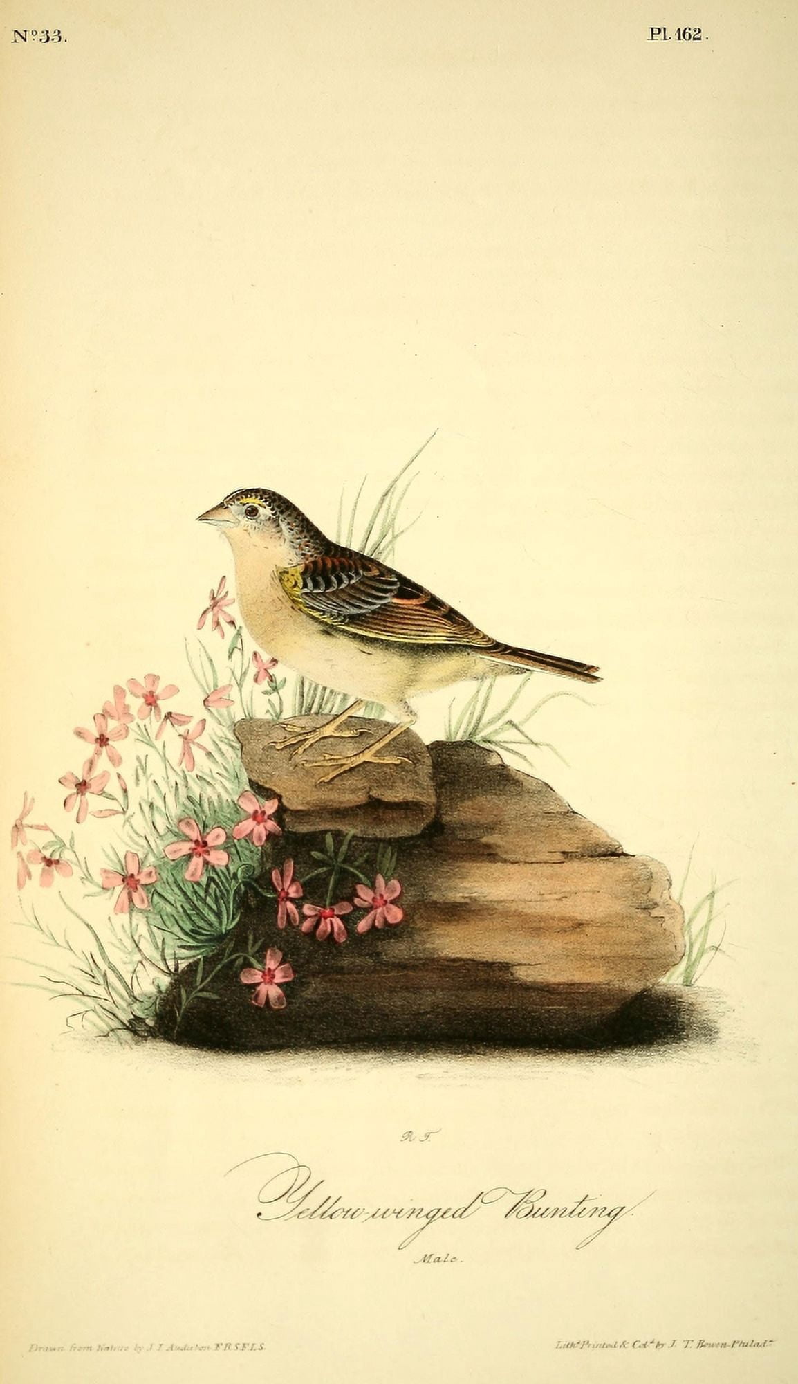 Birds of America 1844 Yellow-winged Bunting Canvas Art - JJ Audubon (24 x 36)