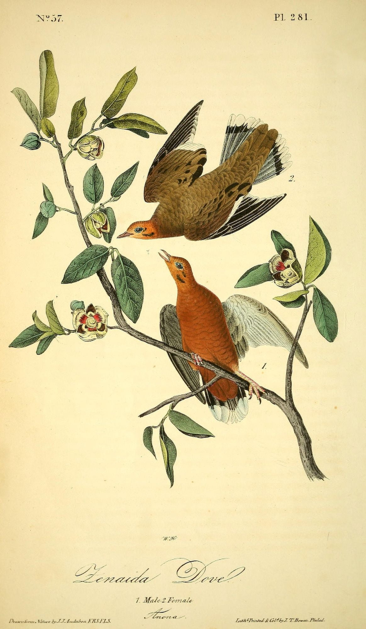 Birds of America 1844 Zenaida Dove Canvas Art - JJ Audubon (18 x 24)