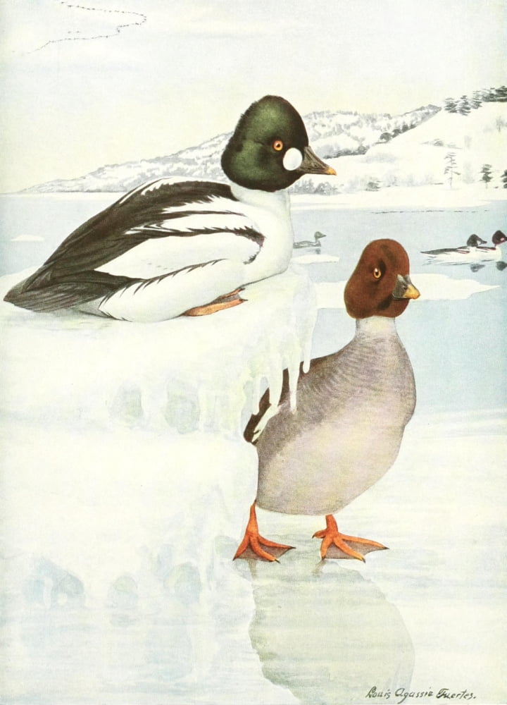 Birds of America 1923 American Golden-eye Canvas Art - LA Fuertes (18 x 24)