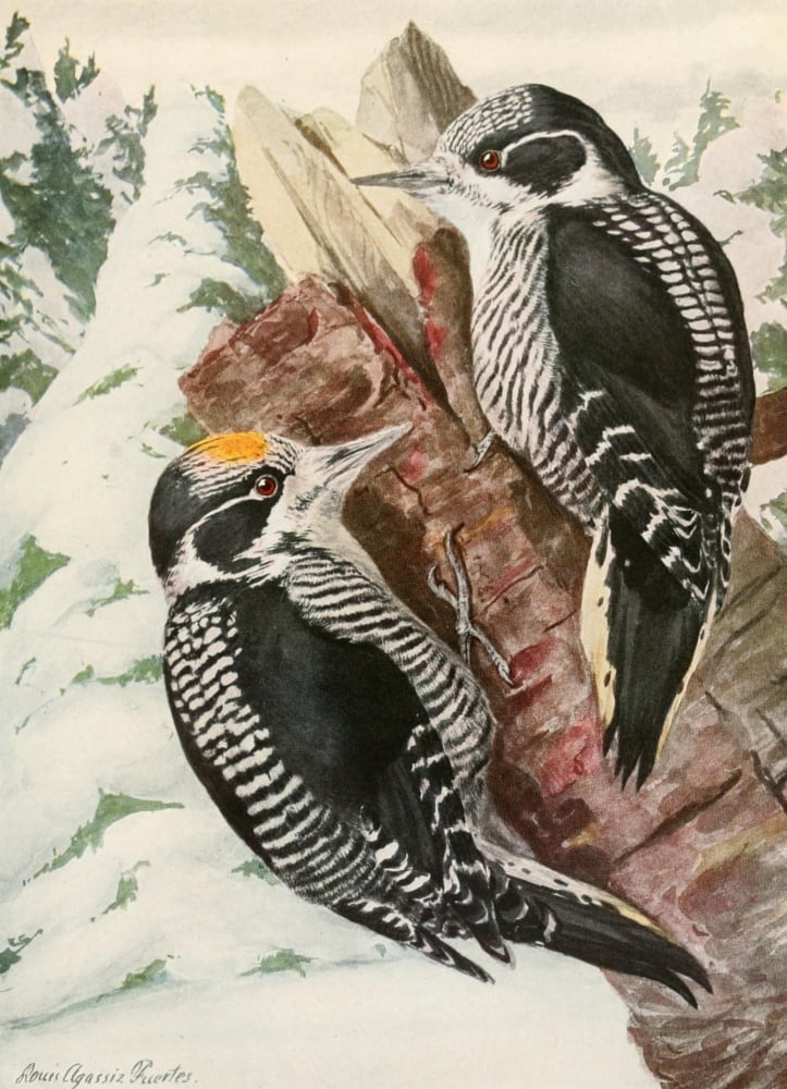 Birds of America 1923 American Woodpecker Canvas Art - LA Fuertes (18 x 24)