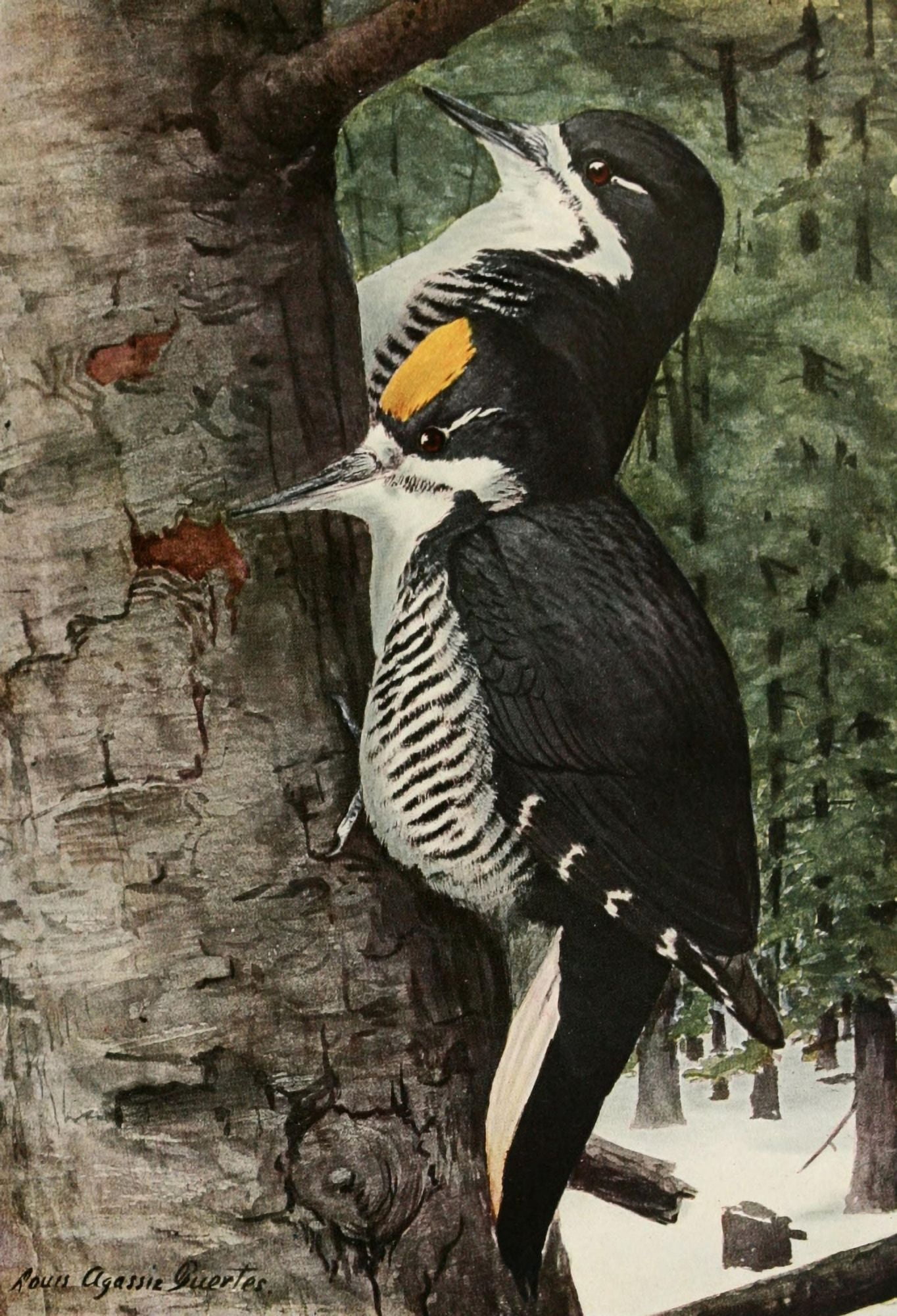 Birds of America 1923 Arctic Woodpecker Canvas Art - LA Fuertes (18 x 24)