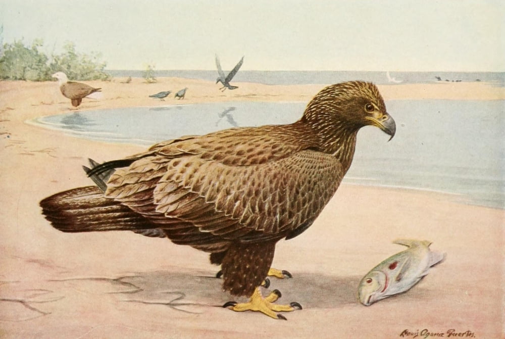 Birds of America 1923 Bald Eagle Canvas Art - LA Fuertes (24 x 36)