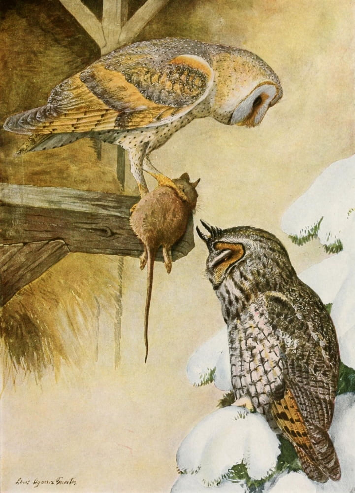 Birds of America 1923 Barn & Long-Eared Owls Canvas Art - LA Fuertes (24 x 36)