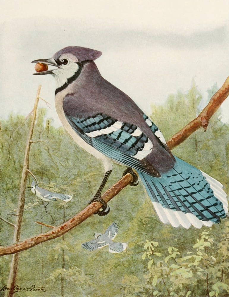 Birds of America 1923 Blue Jay Canvas Art - LA Fuertes (24 x 36)