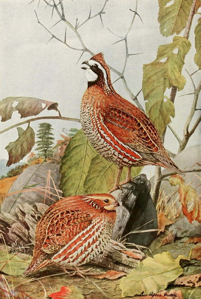 Birds of America 1923 Bob White Canvas Art - LA Fuertes (18 x 24)