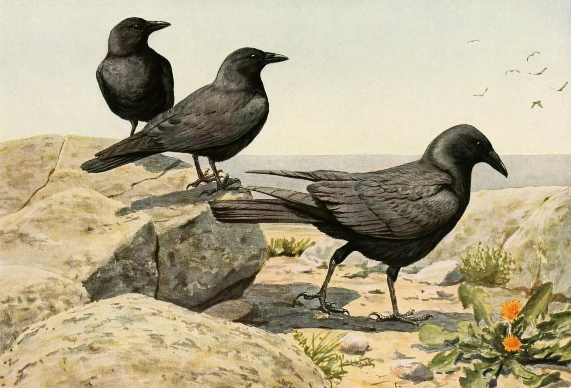 Birds of America 1923 Crows Canvas Art - LA Fuertes (18 x 24)