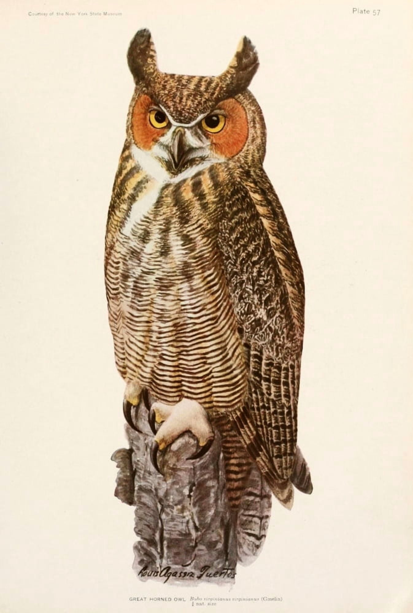 Birds of America 1923 Great Horned Owl Canvas Art - LA Fuertes (24 x 36)