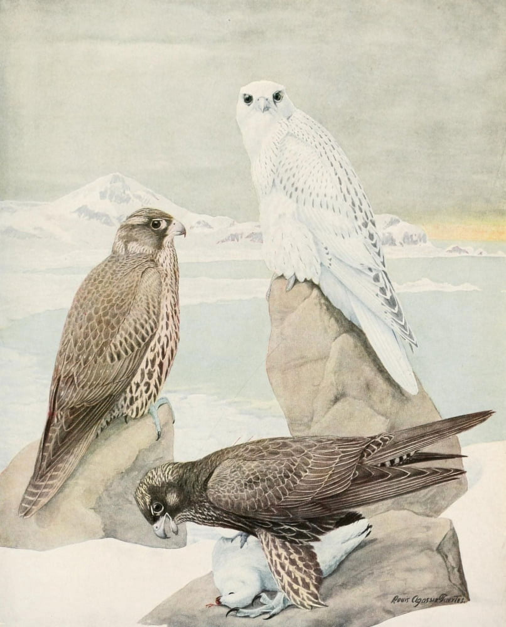 Birds of America 1923 Gyrfalcons Canvas Art - LA Fuertes (24 x 36)