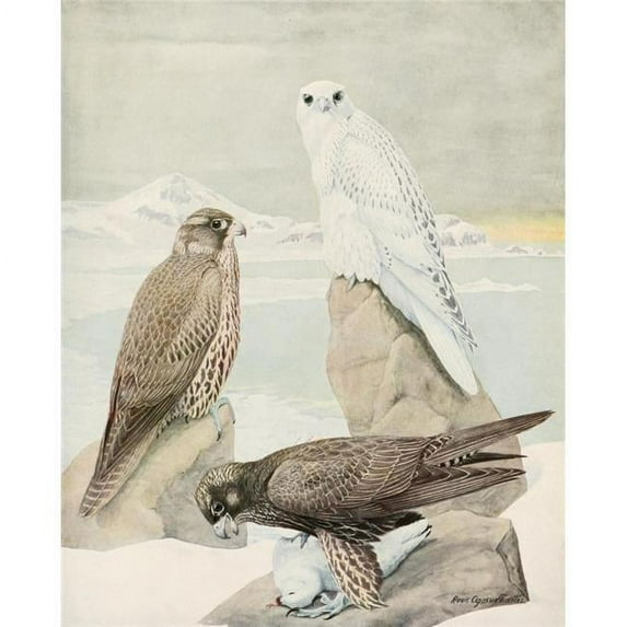 Birds of America 1923 Gyrfalcons Poster Print by L.A. Fuertes 18 x 24
