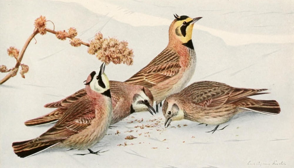 Birds of America 1923 Larks Canvas Art - LA Fuertes (24 x 36)