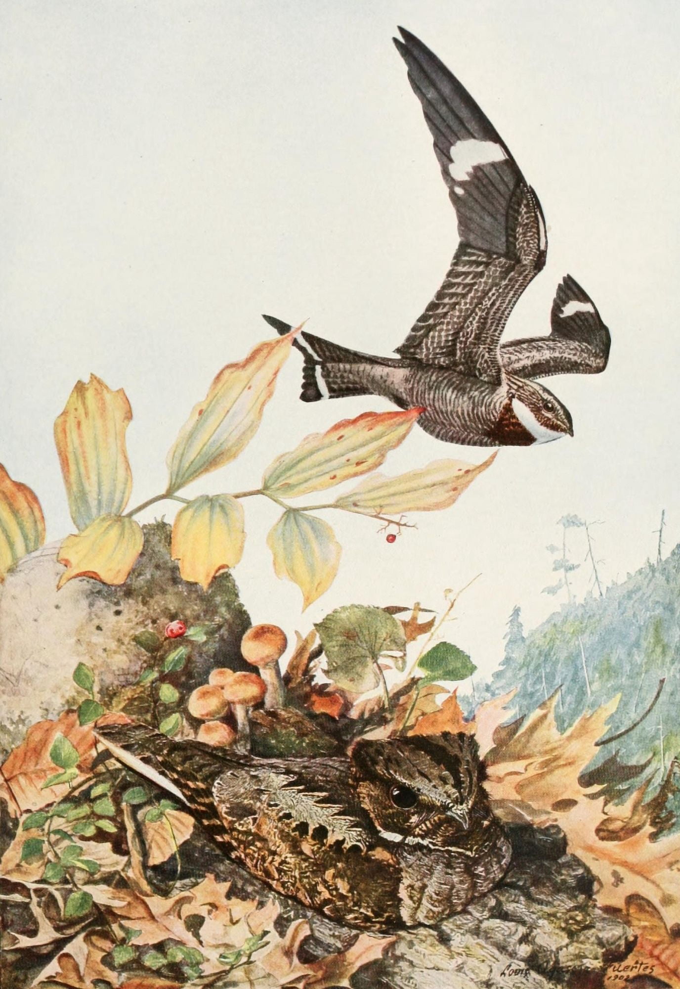 Birds of America 1923 NHawk & Whip-Poor-Will Canvas Art - LA Fuertes (18 x 24)