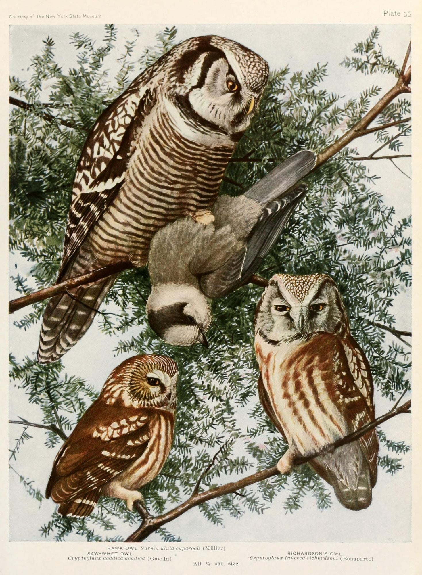 Birds of America 1923 Owls Canvas Art - LA Fuertes (18 x 24)