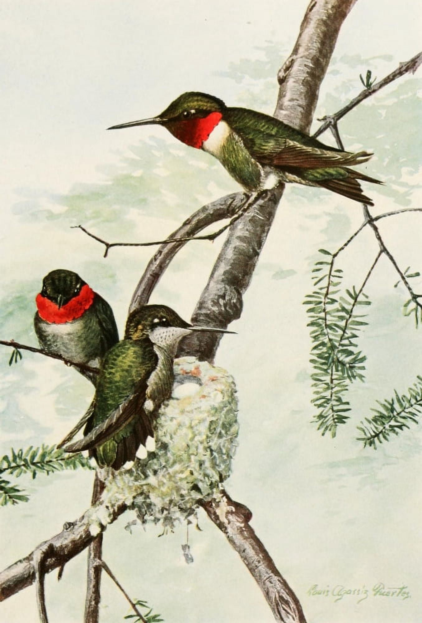 Birds of America 1923 Ruby-thr Hummingbird Canvas Art - LA Fuertes (24 x 36)