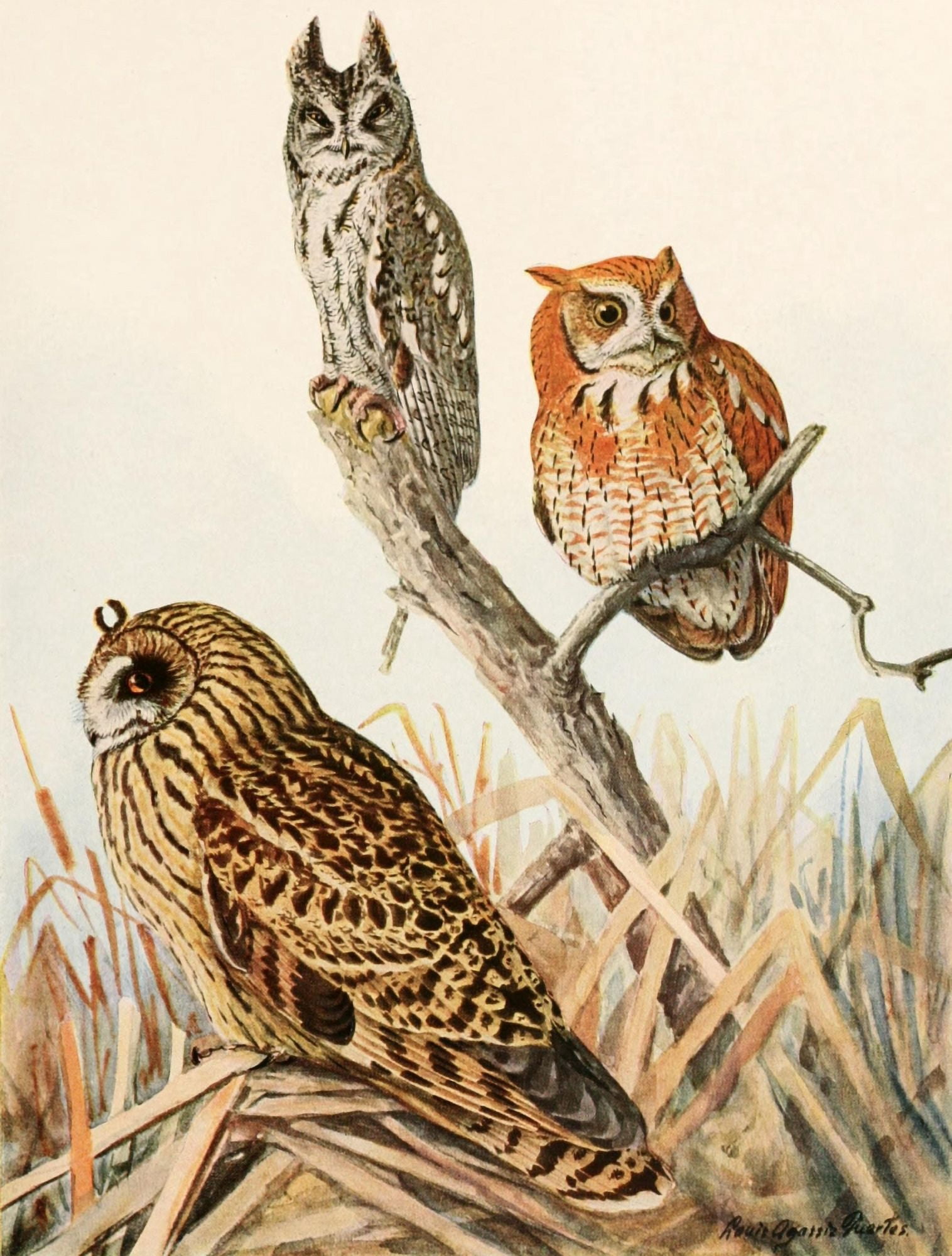 Birds of America 1923 Scrch & Short-eared Owls Canvas Art - LA Fuertes (24 x 36)