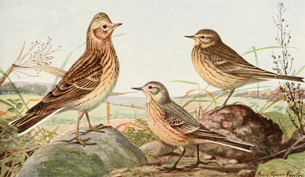 Birds of America 1923 Skylark & Pipit Canvas Art - LA Fuertes (18 x 24)