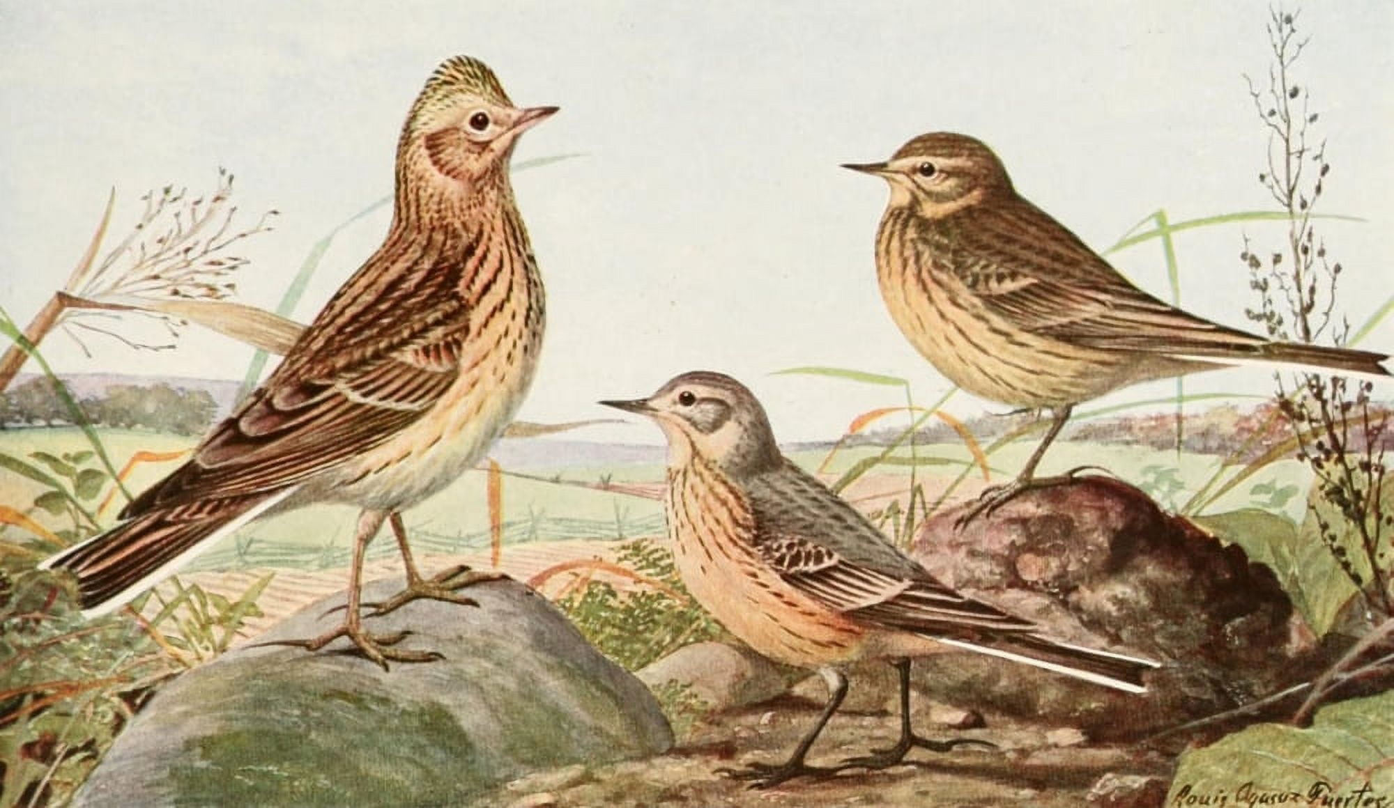 Birds of America 1923 Skylark & Pipit Canvas Art - LA Fuertes (24 x 36)