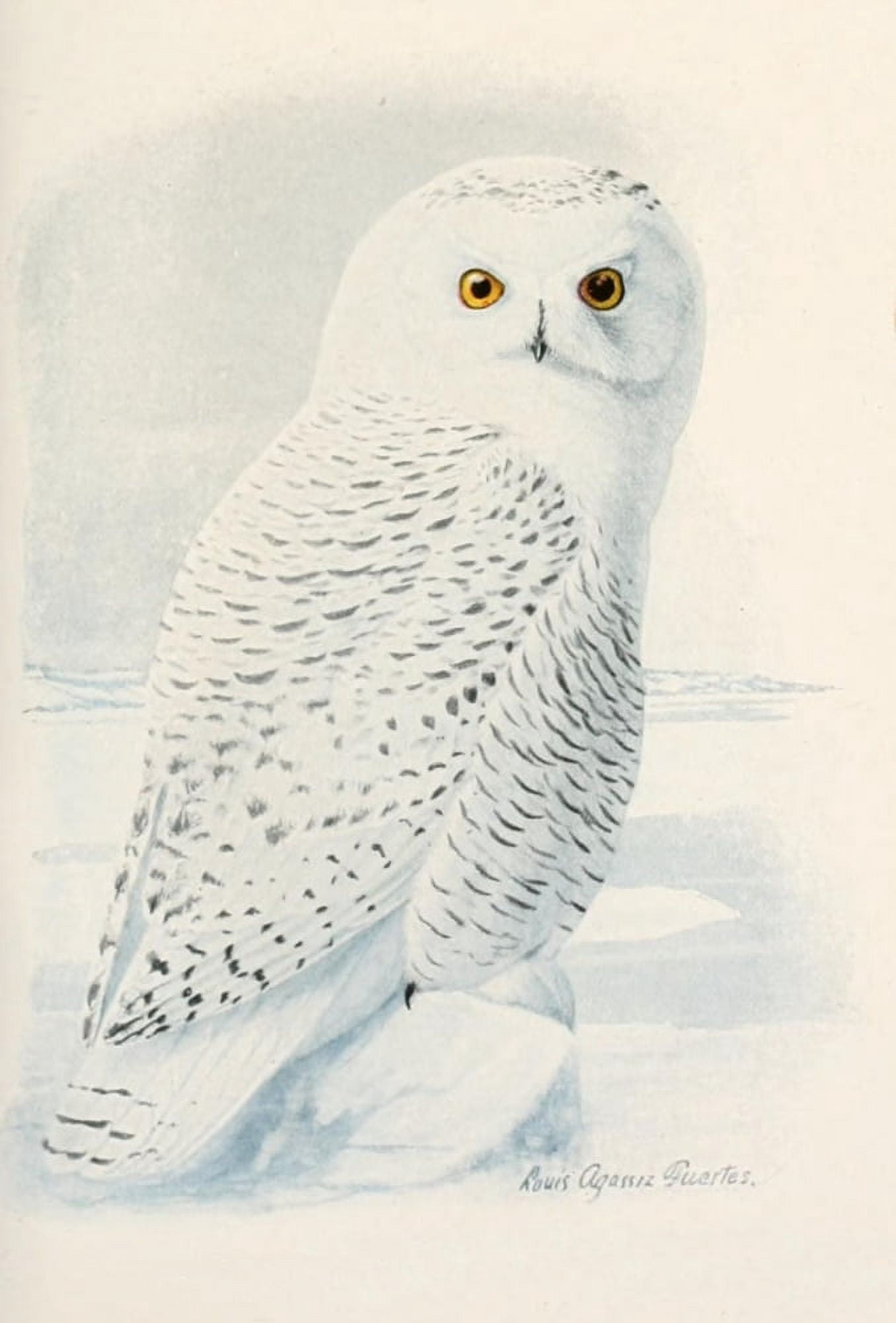 Birds of America 1923 Snowy Owl Canvas Art - LA Fuertes (18 x 24)
