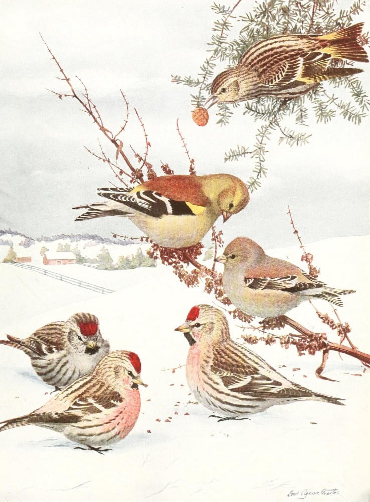 Birds of America 1923 Winter birds Canvas Art - LA Fuertes (24 x 36)