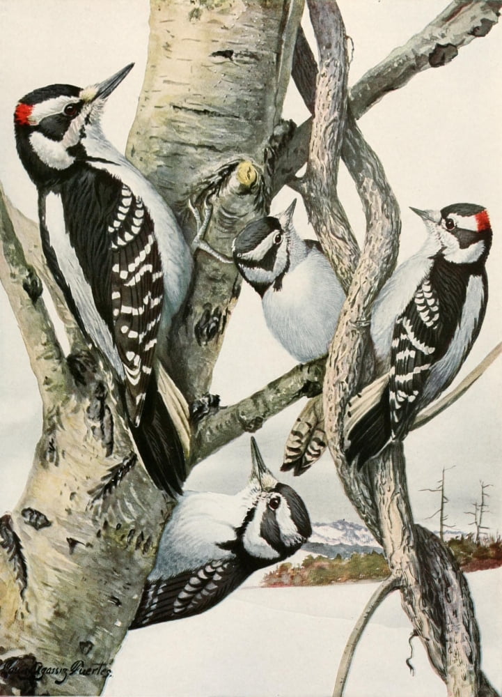Birds of America 1923 Woodpeckers Canvas Art - LA Fuertes (18 x 24)
