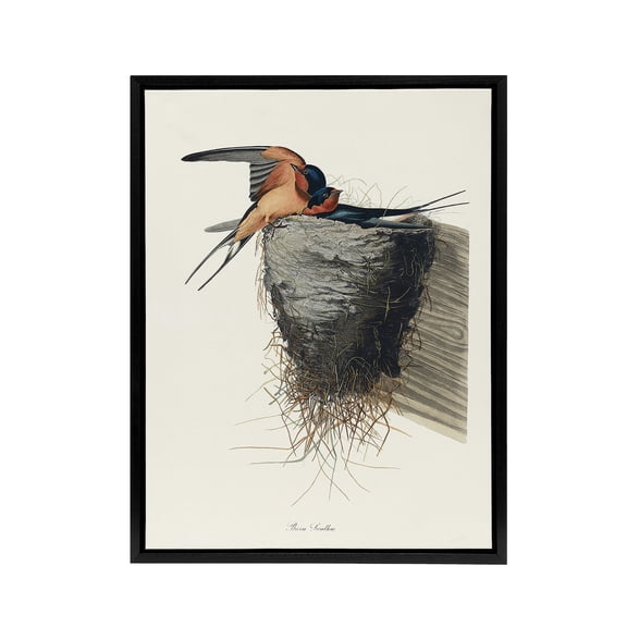 Birds of America Barn Swallow Audubon Nature Black Framed Canvas Wall Art 24X32"