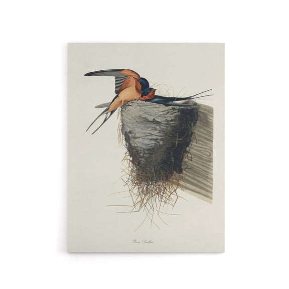 Birds of America Barn Swallow Audubon Nature Canvas Wall Art 24X32"