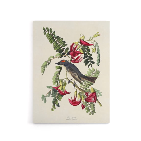 Birds of America Piping Flycatcher Audubon Canvas Wall Art 12X16"